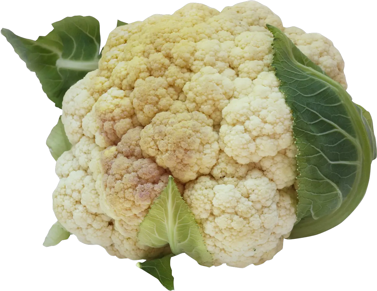 Png Image For Designing Projects Cauliflower Cauliflower Png