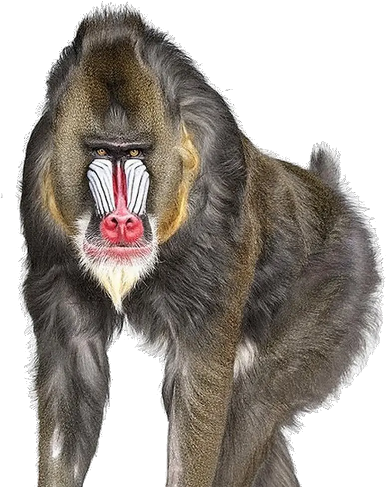 Baboon Png Transparent Images 7 1024 X 1024 Webcomicmsnet Andrew Zuckerman Monkey Transparent Background