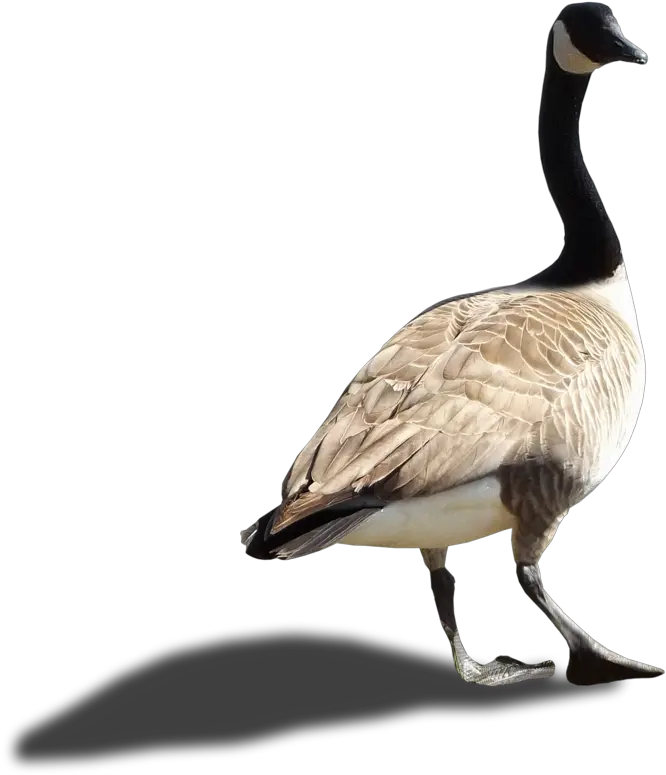 Goose Transparent Png File Canada Goose Png Goose Transparent