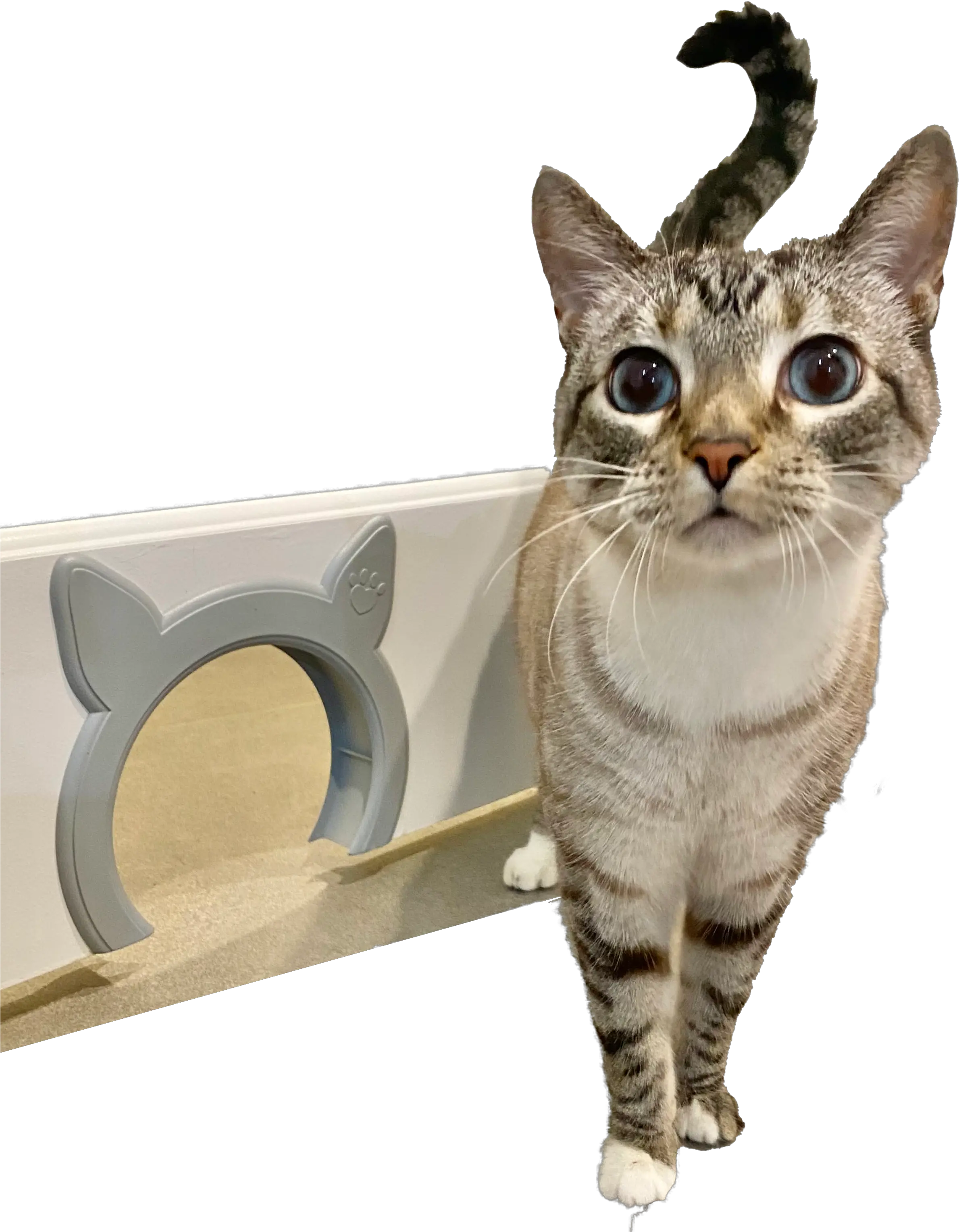 Pawsm Interior Cat Door Pet For Cats Hides Domestic Cat Png Calm Icon For Cats png
