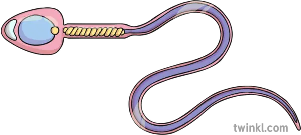 Sperm Illustration Twinkl Clip Art Png Sperm Png
