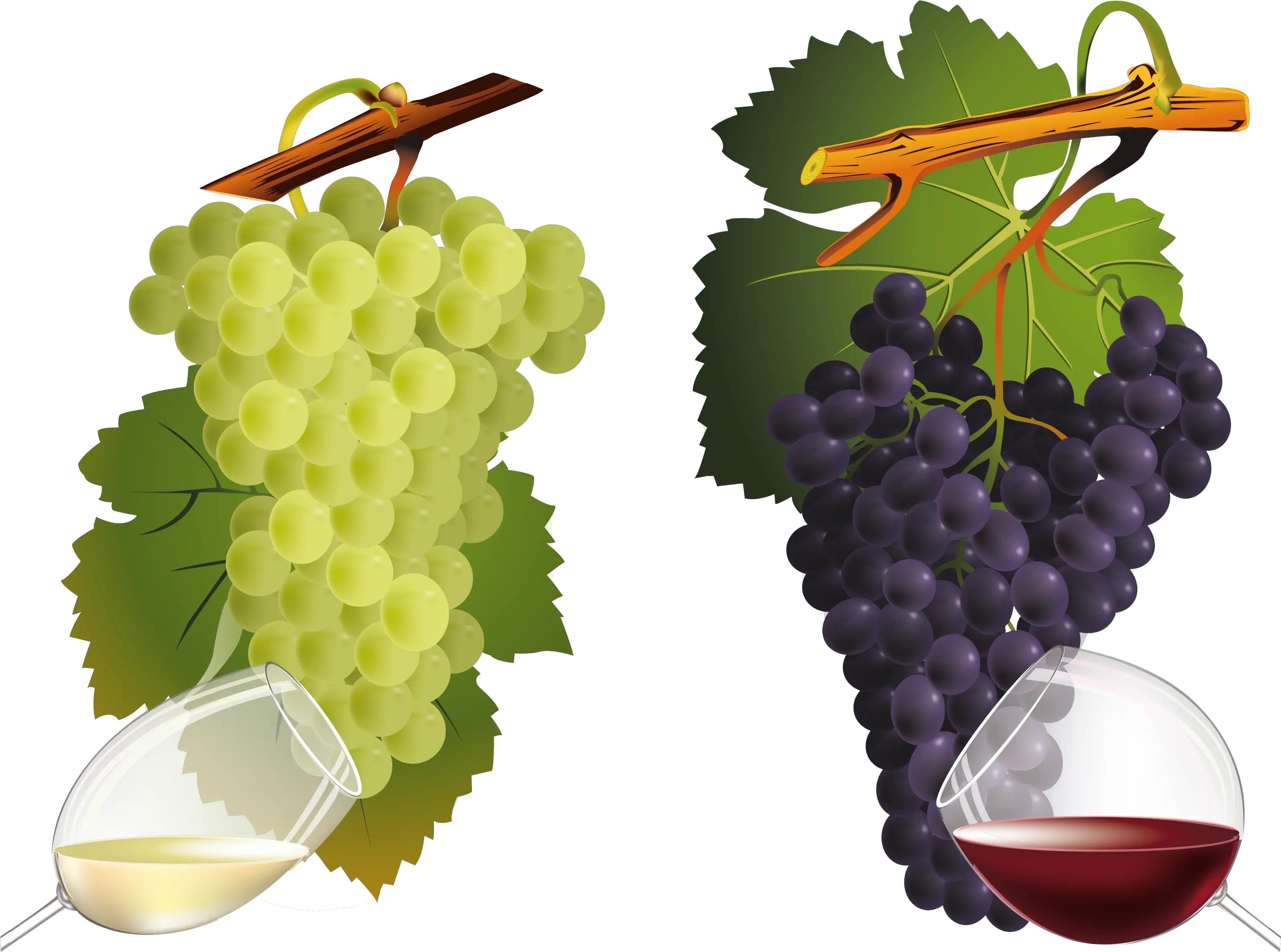 Download 0 Af2c6 Fcb99b7f Orig Wine Grape Grapes Vector Wine And Grapes Vector Png Grapes Transparent Background