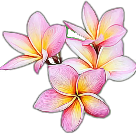 Plumeria Flower Png Transparent Frangipani Plumeria Flower Png