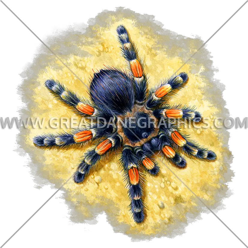 Tarantula Production Ready Artwork For T Shirt Printing Png Tarantula Png