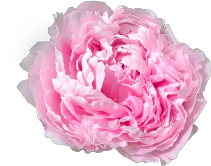 Peony Png Googleu200f On We Heart It Flower Peony Png