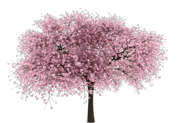 Almond Tree Clipart Free Png Images Cherry Blossom Tree White Background Almond Transparent