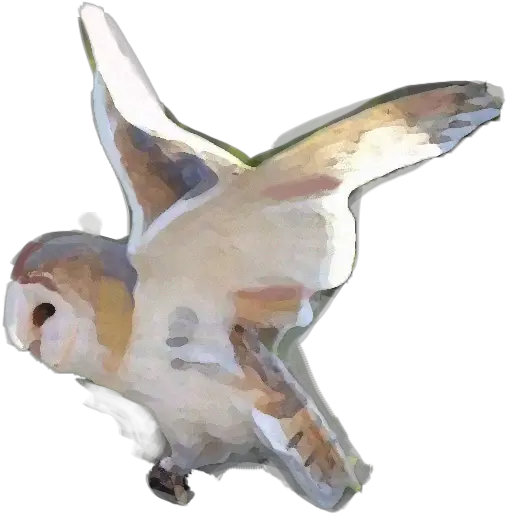 Barn Owl Zoo Ecomuseum Barn Owl Png Barn Owl Icon