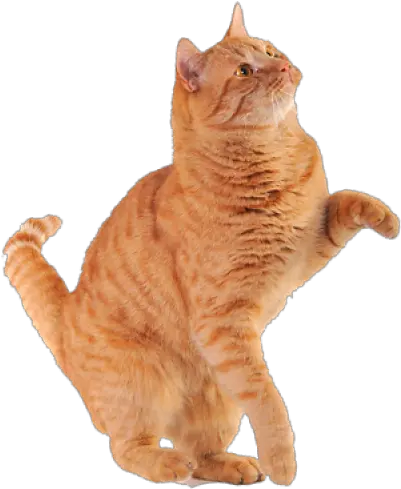 Download Free Png Orange Cat 97 Images In Collection Orange Cat Png Transparent Orange Cat Png