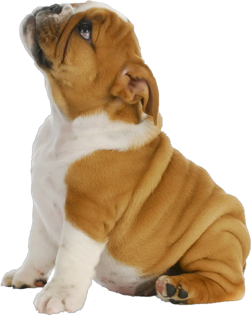 French Bulldog Puppy Pug Toy Bulldog Puppy Transparent Background Png French Bulldog Png