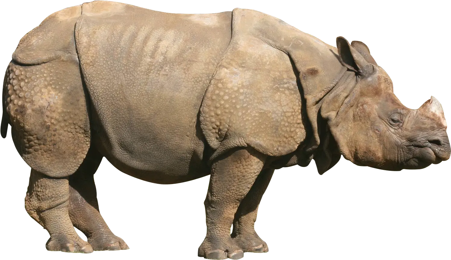 Rhinoceros One Horned Rhino Png Rhino Png