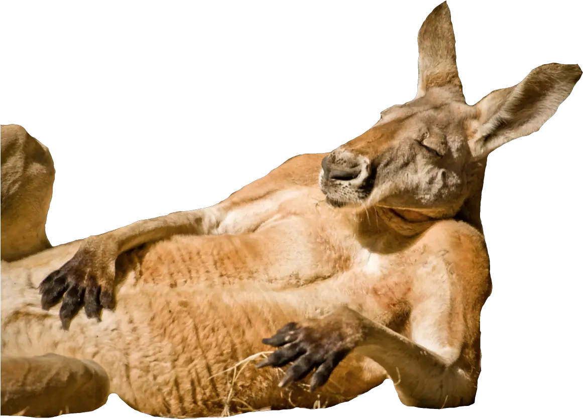 Fat Kangaroo Blank Template Imgflip Animals Chilling Png Kangaroo Transparent