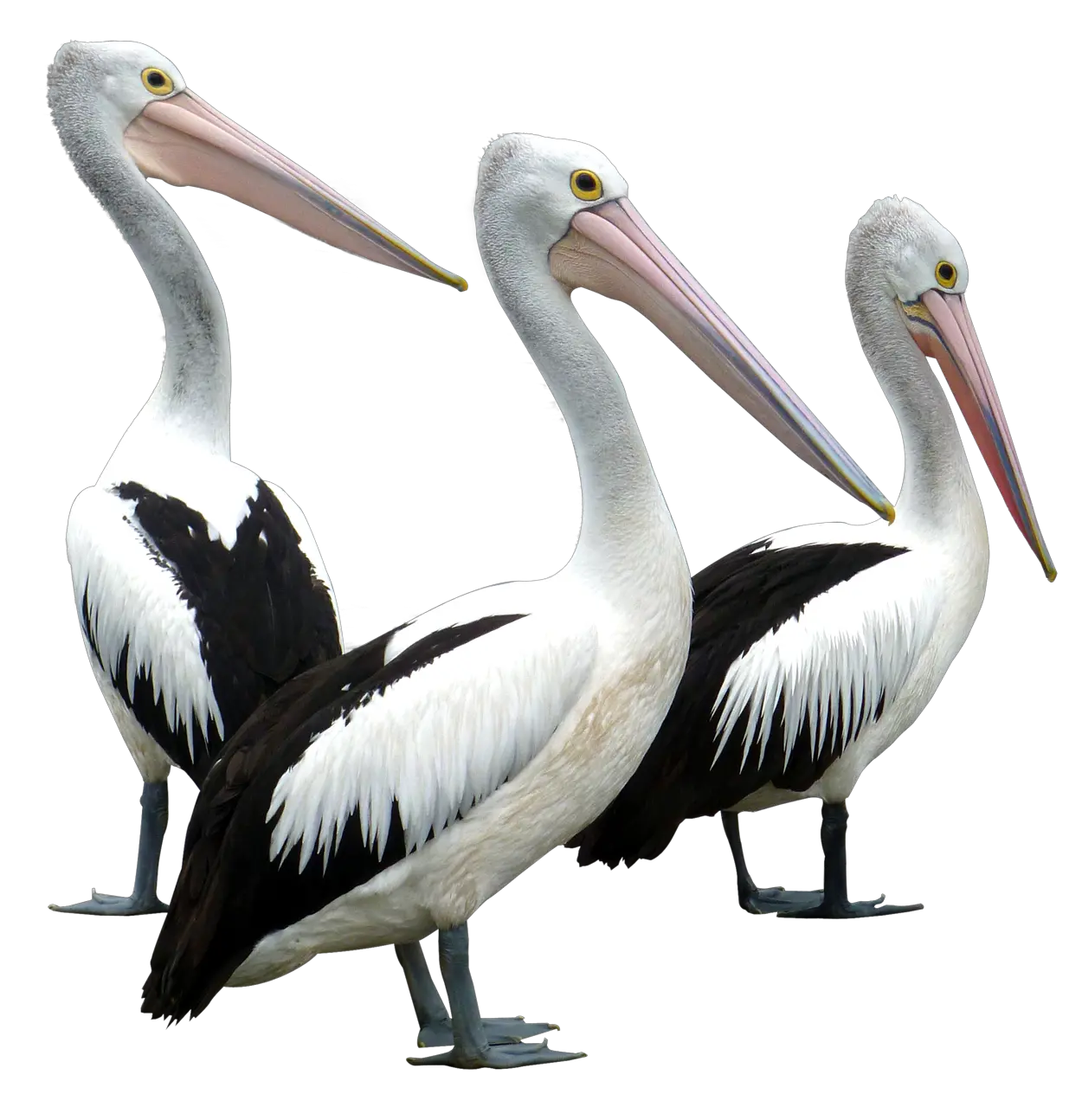Pelicans Bird Transparent Png Image Free Clipart Vectors Pelican Bird Png Pelicans Logo Png