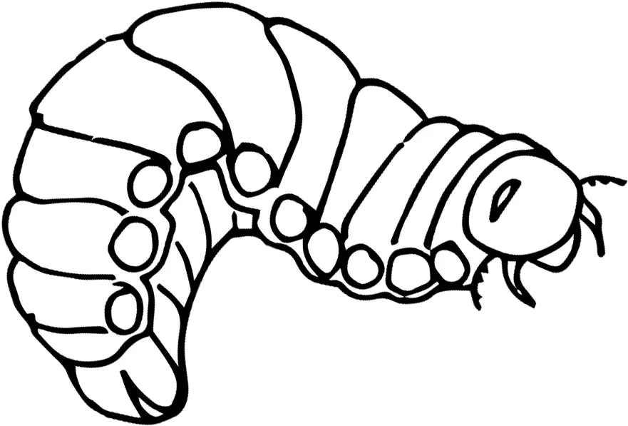 Rhinoceros Beetle Clipart Caterpillar Png Download Line Art Caterpillar Png