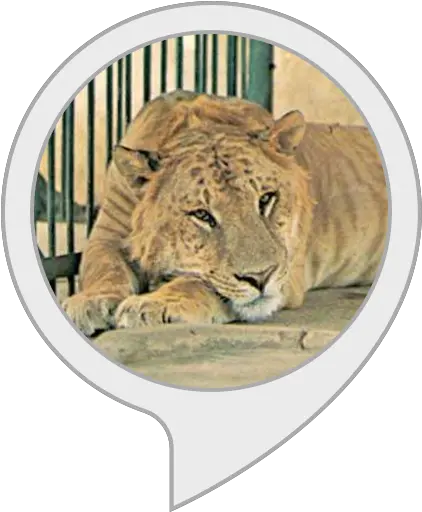 Amazoncom Liger Facts Alexa Skills Png Mountain Lion Icon