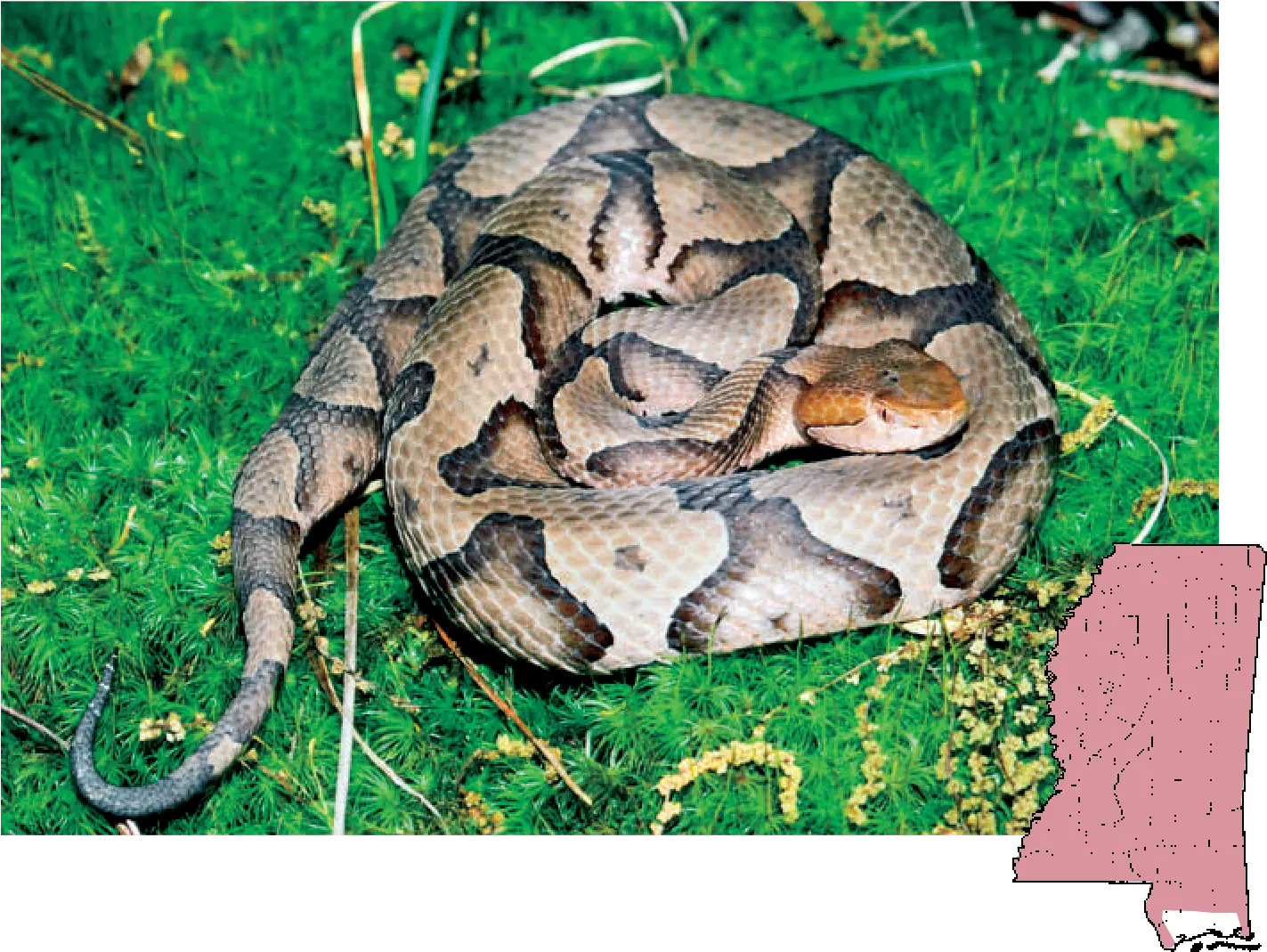 Rattlesnake Png Copperhead Agkistrodon Venomous Snakes Venomous Snakes In Mississippi Rattlesnake Png