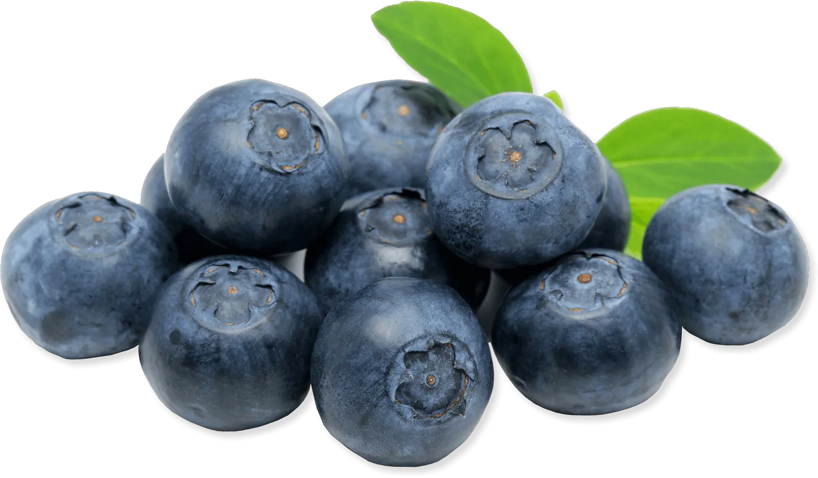 Blueberry Png Image For Free Download Blueberries Transparent Blueberry Transparent Background
