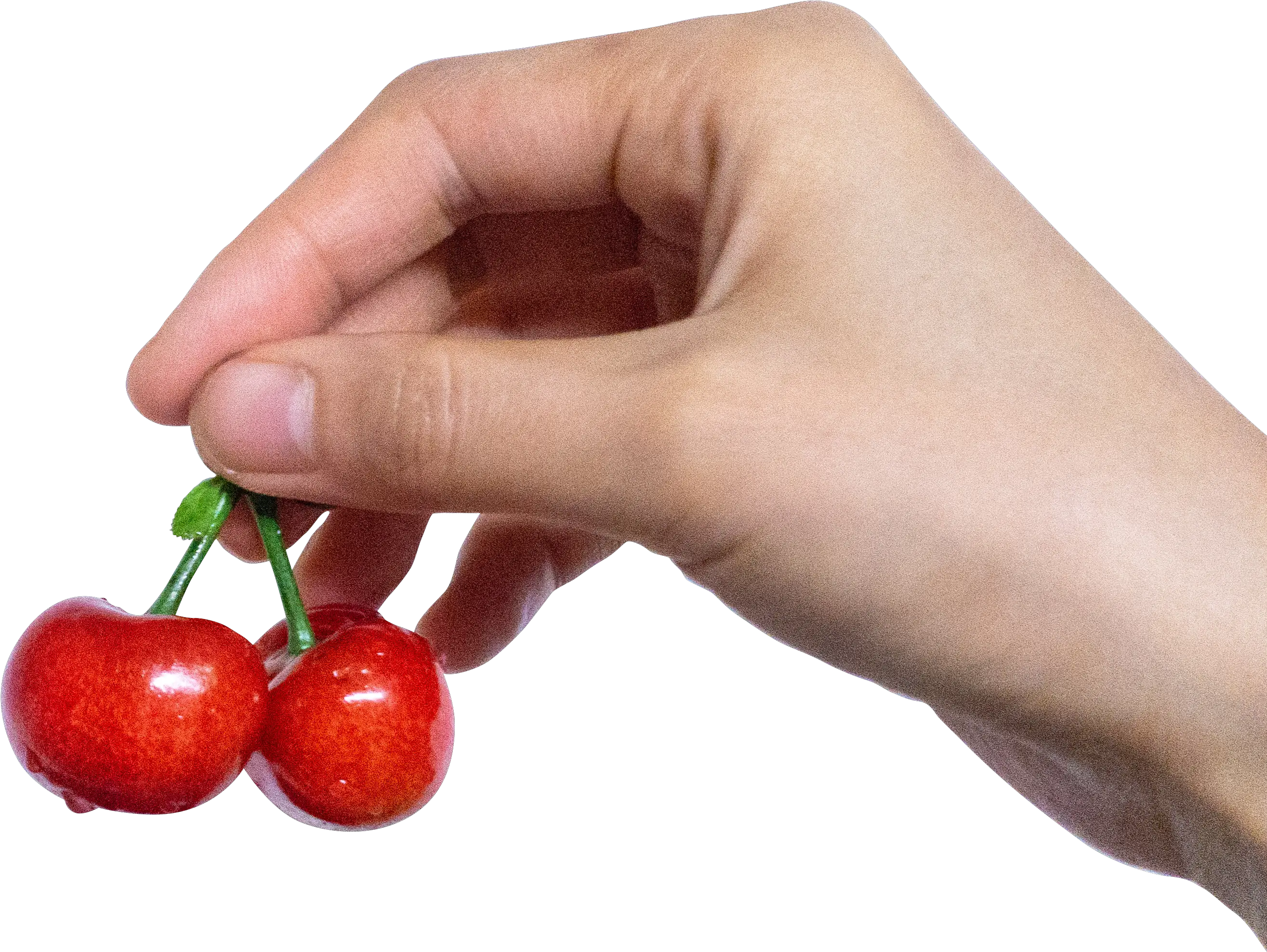 Berry Cherry In Hand Png