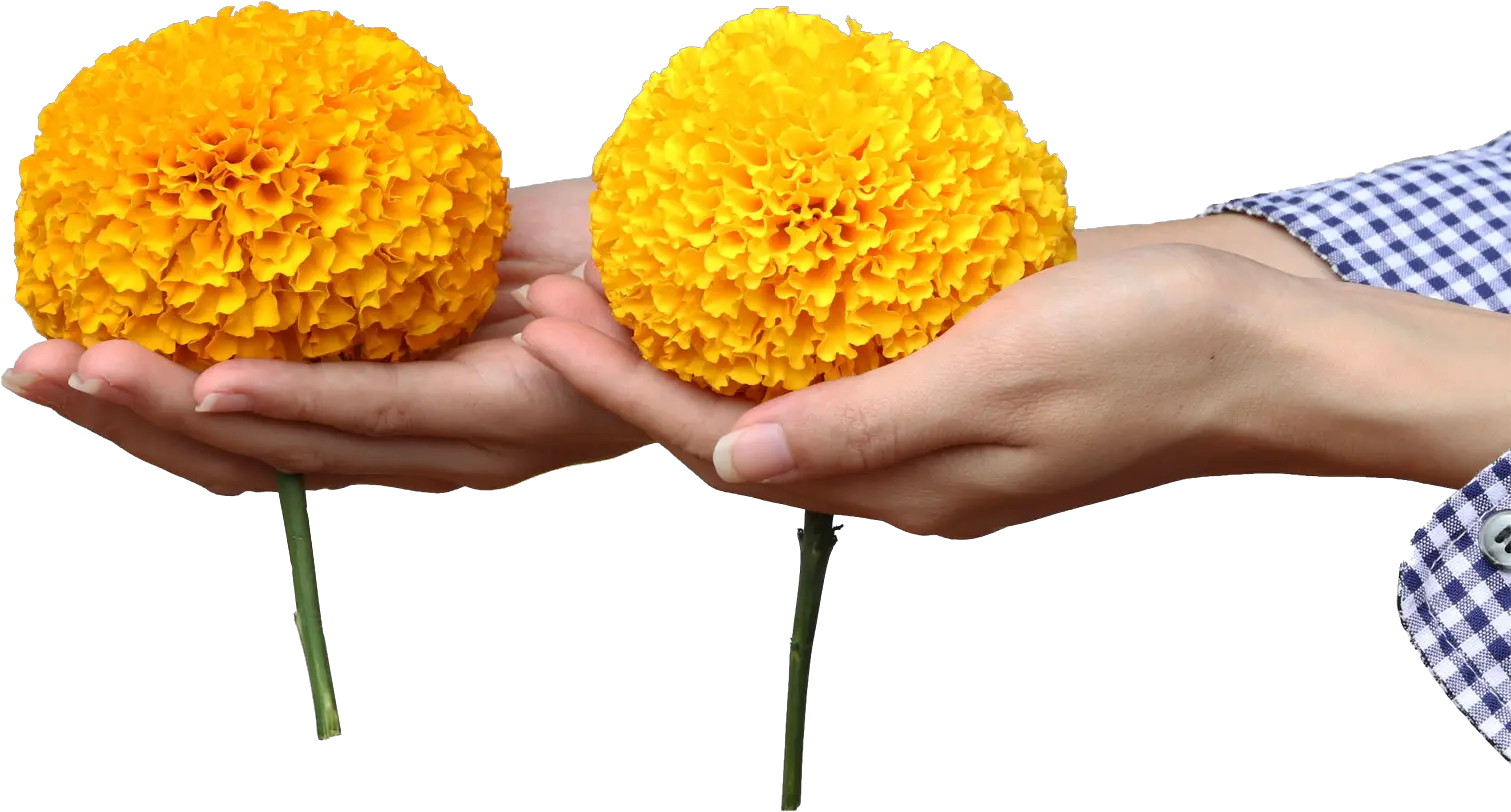 Ameriseed A Flower Seed Breeding And Production Company Tansy Png Marigold Png