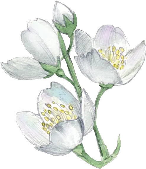 White Flower Plant Illustration Watercolor Flowers Png Freesia White Flowers Transparent Background
