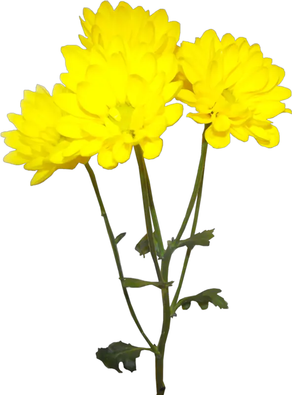Image Royalty Free Library Forgetmenot Flowers Yellow Chrysanthemum Flower Png Chrysanthemum Png