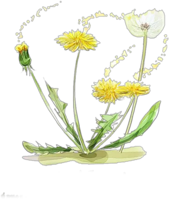 Download Vector Black And White Diente De Leon Pintura Png Marigold Transparent