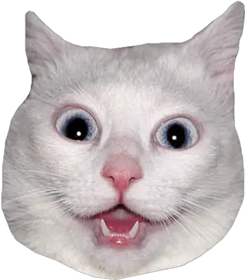 White Cat Head Meme Transparent Png Drivers License Photo Meme Meme Png