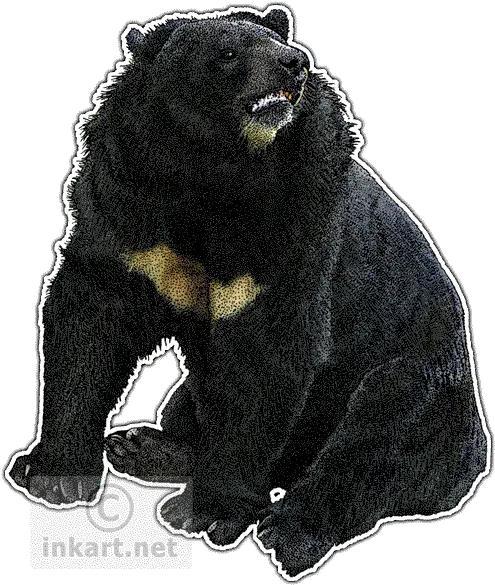 Download Asian Black Bear Decal Drawing Png Image With No Drawing Black Bear Png