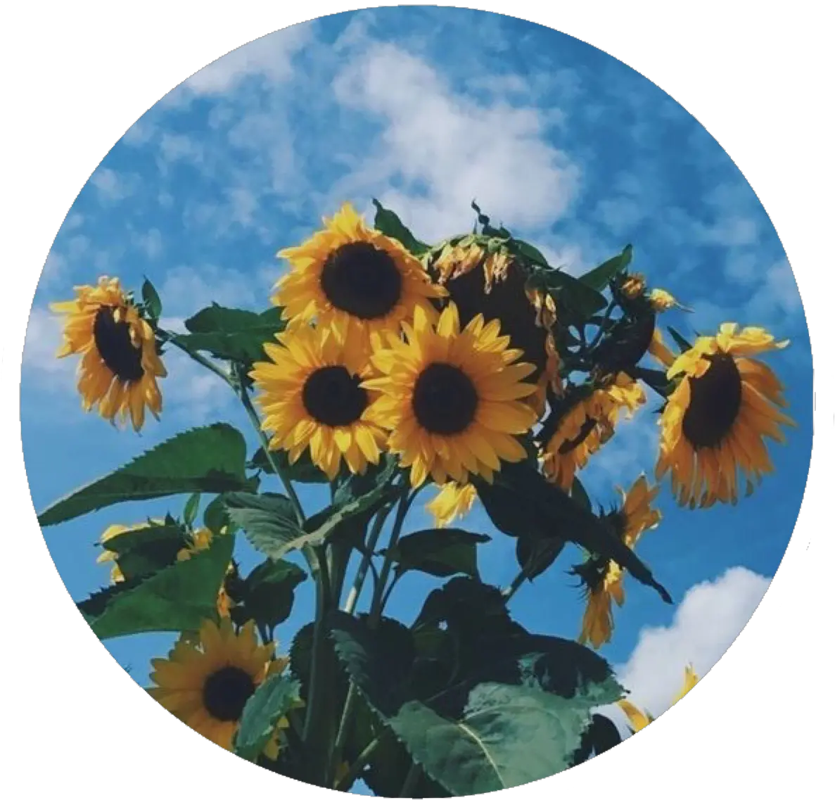 Sunflower Sunflowers Circle Icon Aesthetic Profile Pics Sunflower Png Sunflower Icon