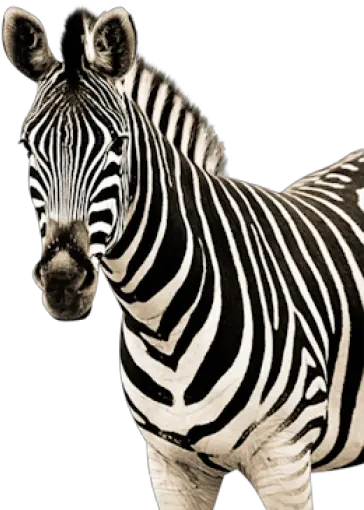 Zebra Image Png High Resolution Zebra Png Zebra Png