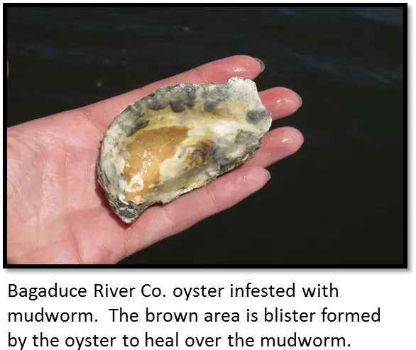 Managing An Oyster Parasite Cooperative Extension Mud Worms In Oysters Png Oysters Png
