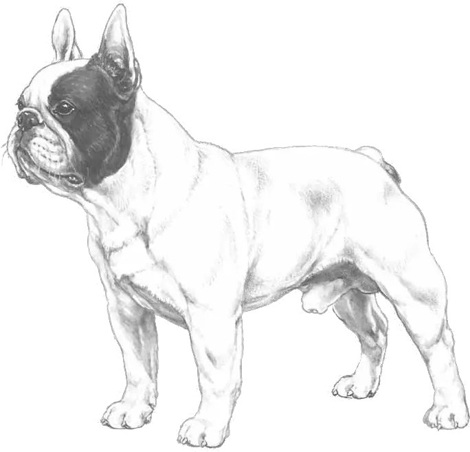 French Bulldog Pedigreed Breeds Dogwellnetcom French Bulldog Illustrated Breed Standard Png Bulldog Transparent Background