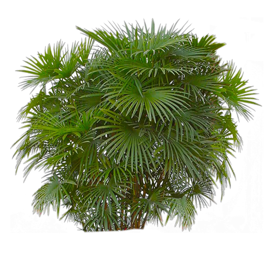 Bushes Png Free Download Arts Palm Bush Png Shrub Transparent Background