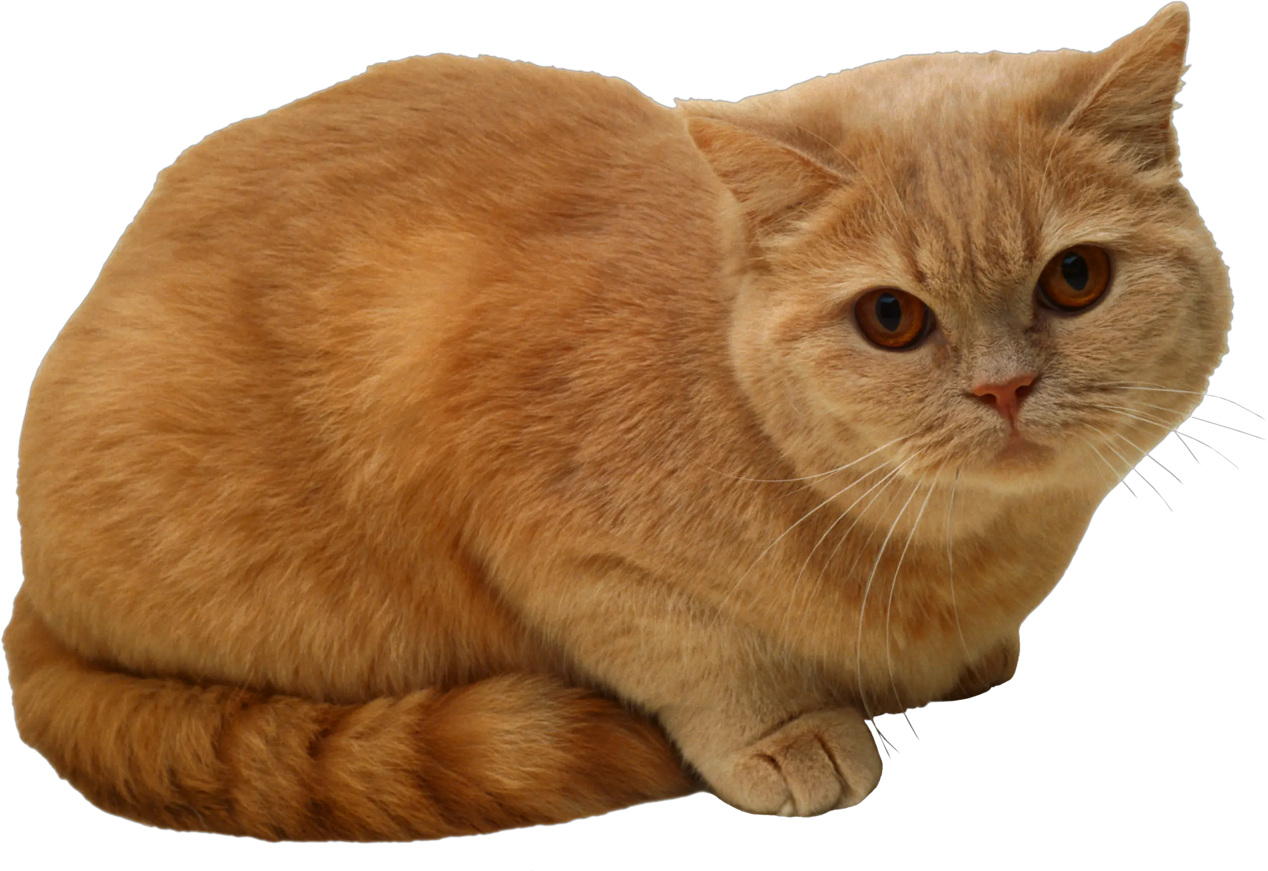 Download Sitting Cat Png Image For Free Sitting Cat Png Cats Png