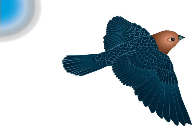 A Birds Bird Birds Eye View Png Birds Flying Transparent png