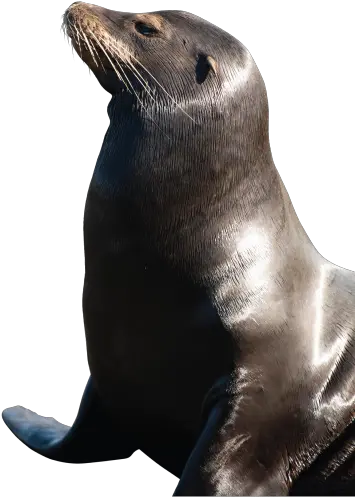 Sea Lions In San Francisco Lion Seal Png Transparent Sea Lion Png