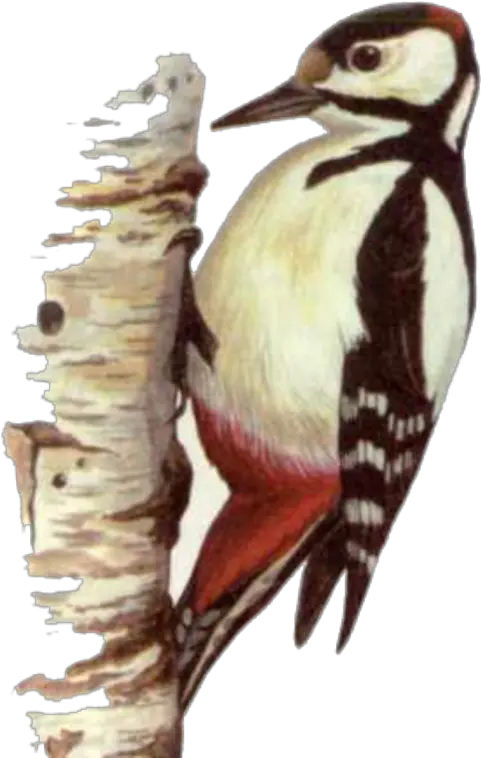 Png Transparent Background Image Woodpecker