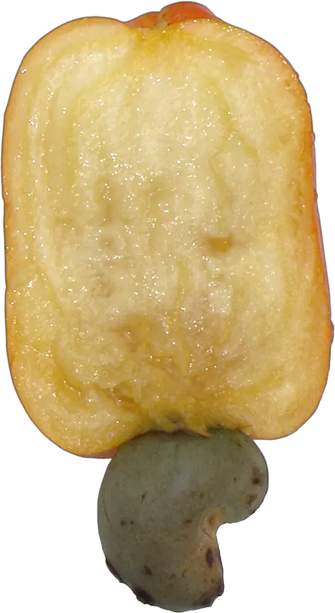 Cashew Brazil Fruit Cut Cashew Png Cashew Png