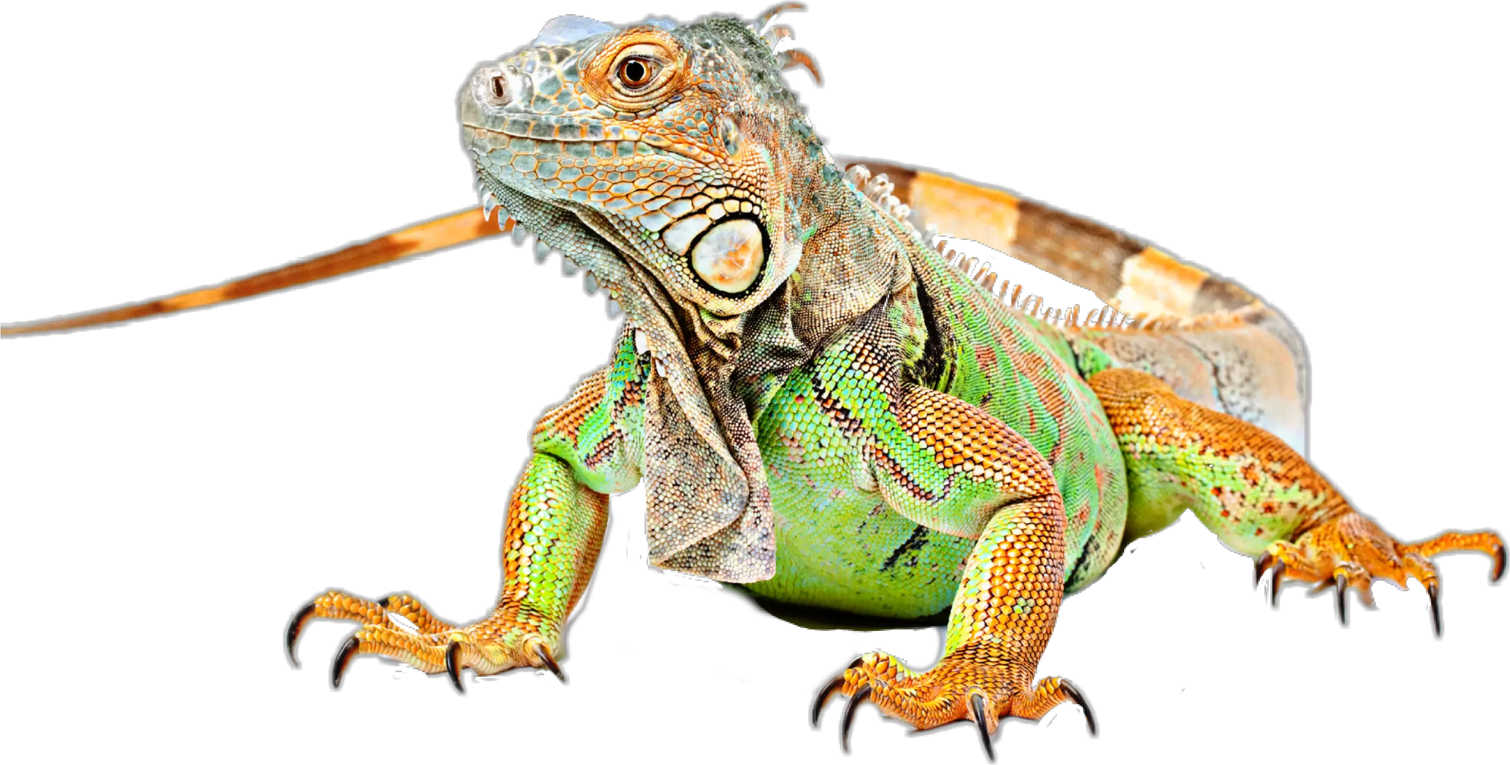 Lizard Iguana Sticker By Taliafera Green Iguana Png Iguana Transparent Background