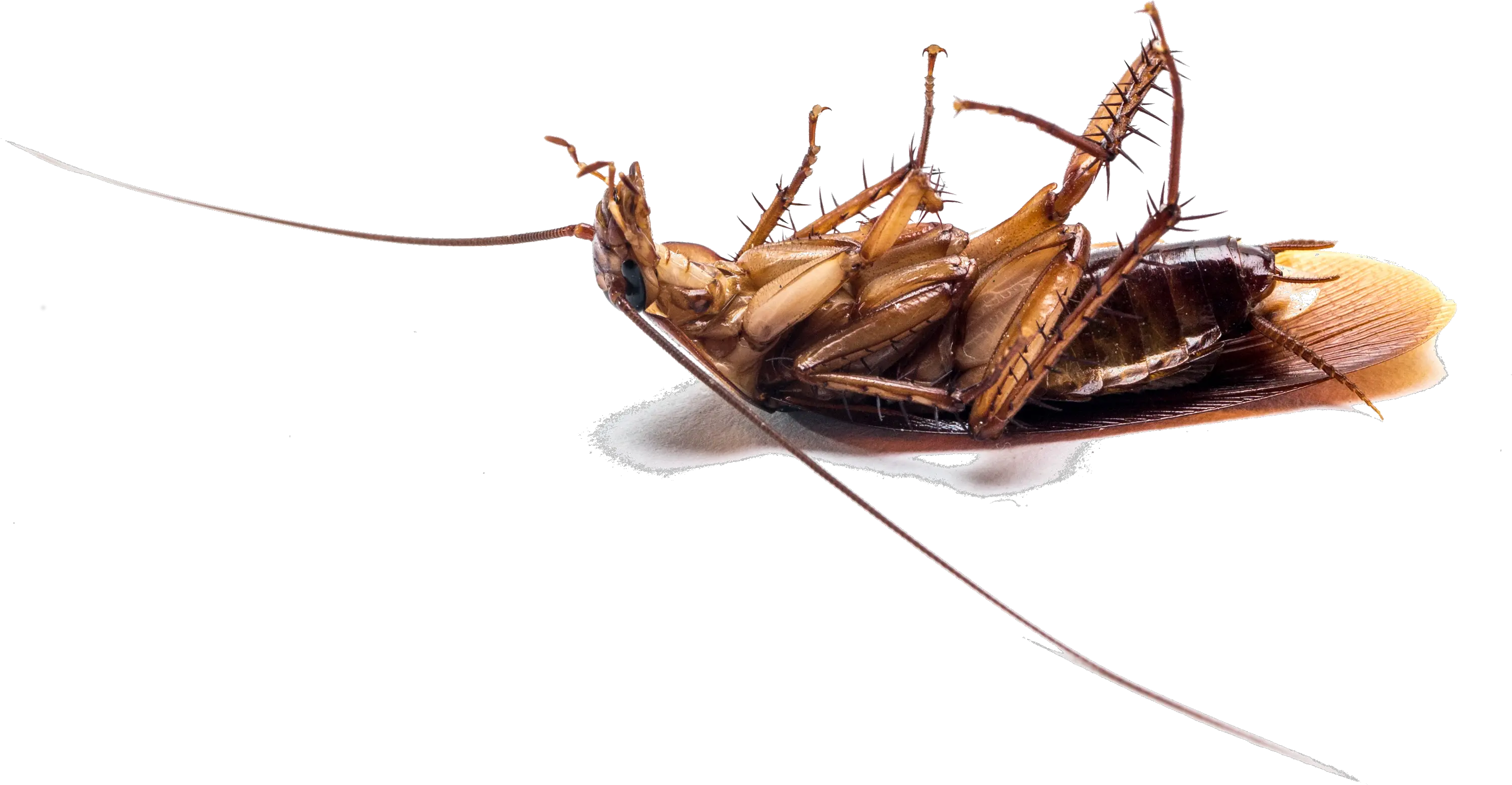 Report Bug Insect Dead Bugs Png Bugs Png