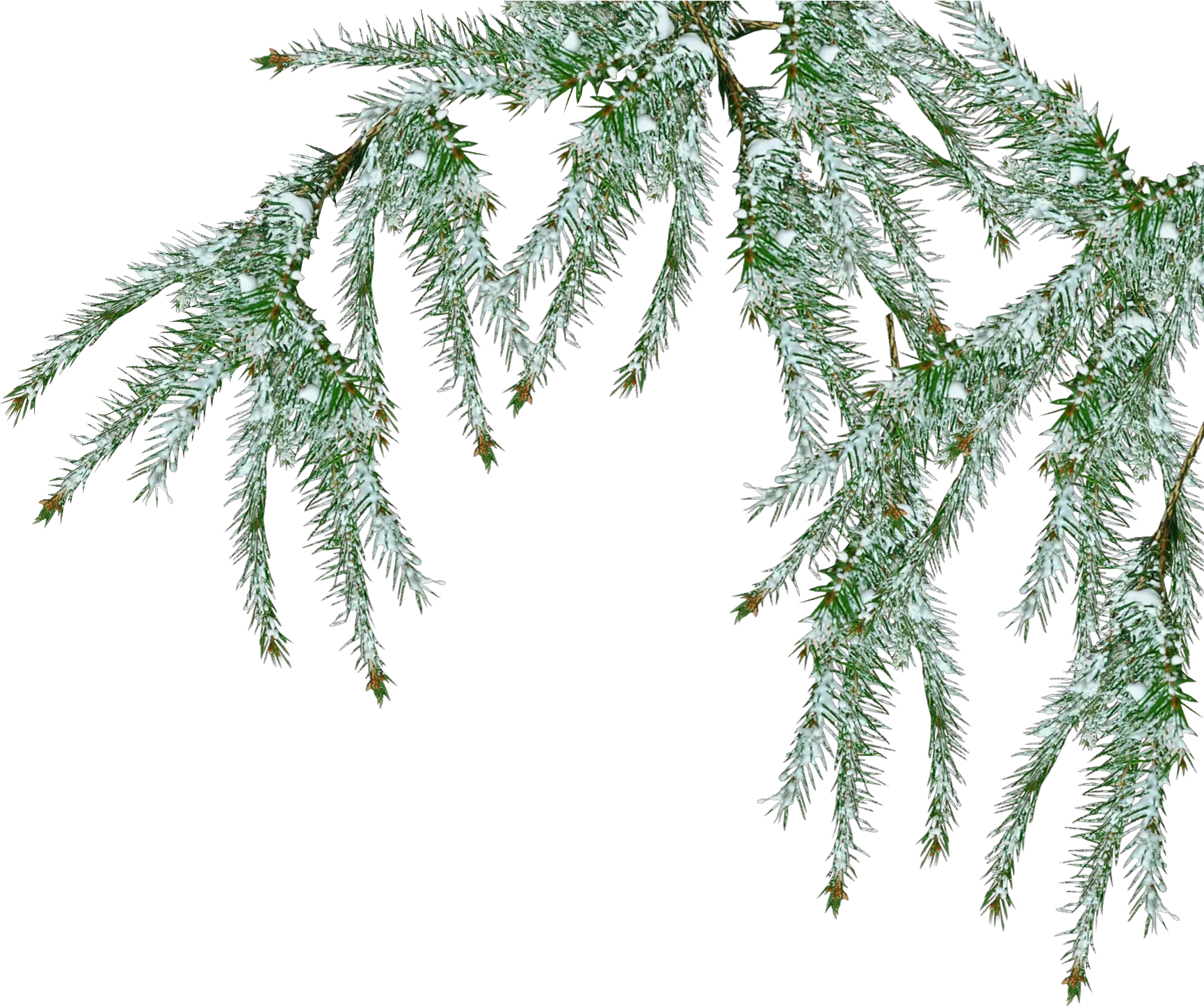 Download Hd Free Snow Tree Png Pine Branch Transparent Fir Tree Png Snow Pine Branch Png