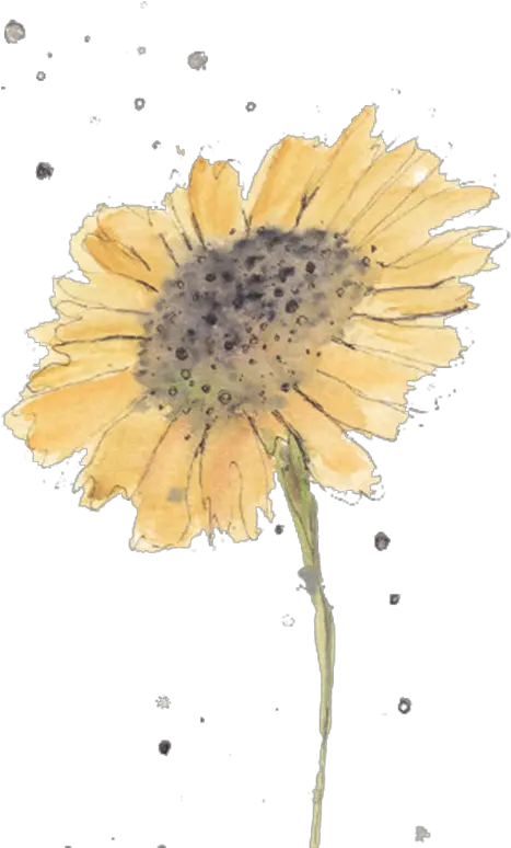 Sunflowers Png Simple Watercolor Watercolor Flowers For Beginners Watercolor Sunflower Png