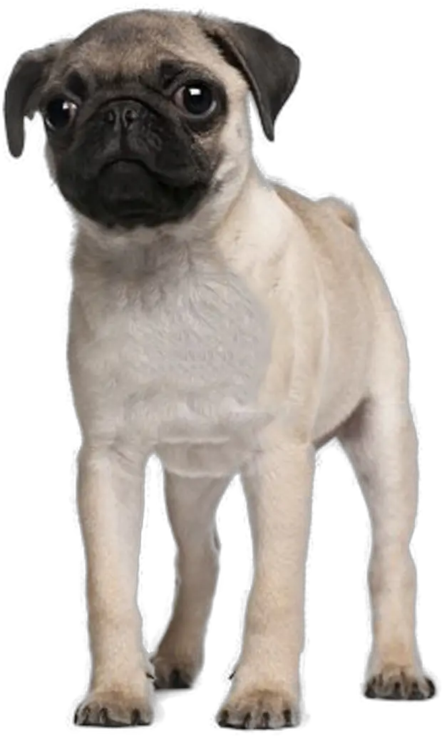 Download Pug Puppy 3 Months Old Pug Full Size Png Image 3 Month Pug Puppy Pug Png