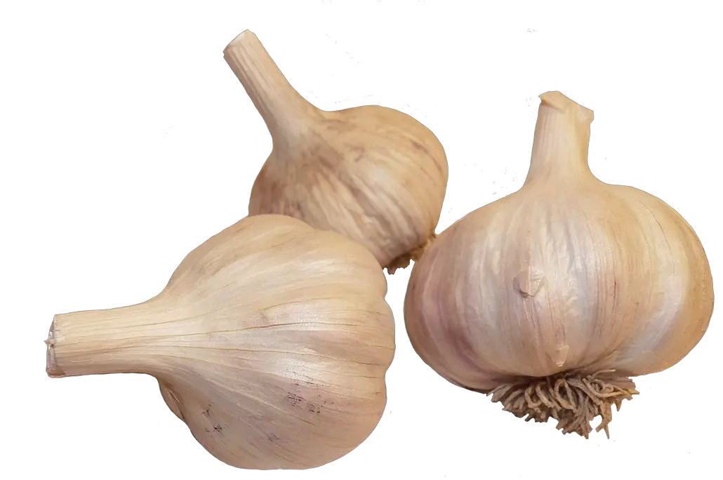 Vegetables Clipart Elephant Garlic Png Garlic Transparent Background