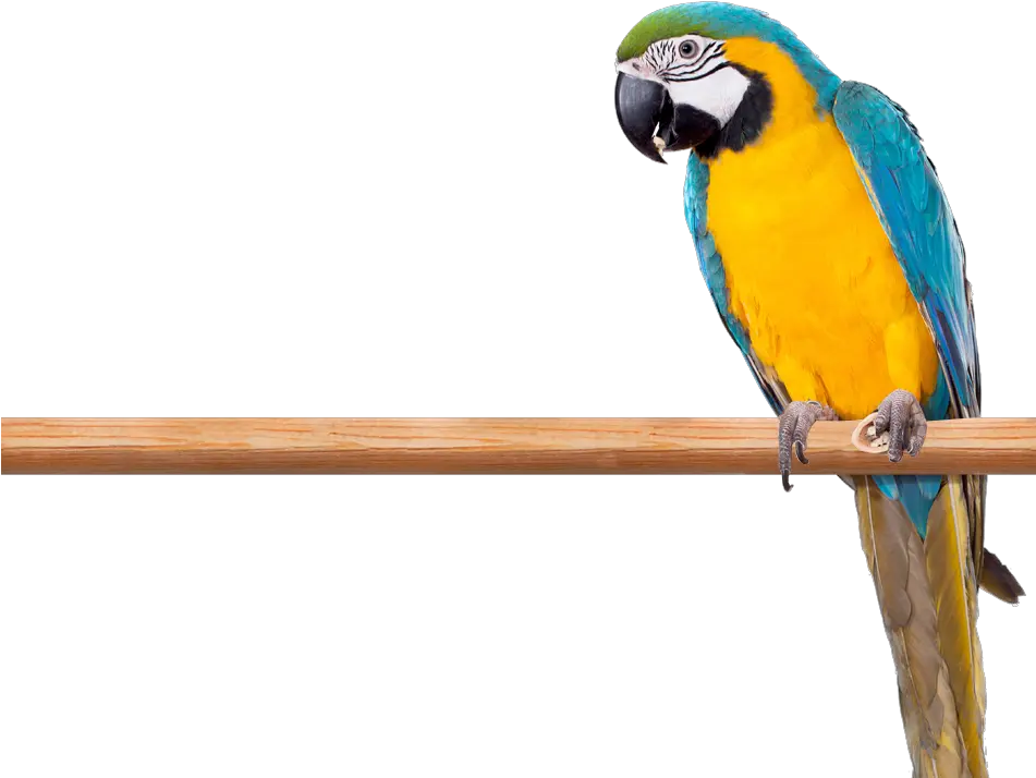 Macaws Parrots Png Macaw Png