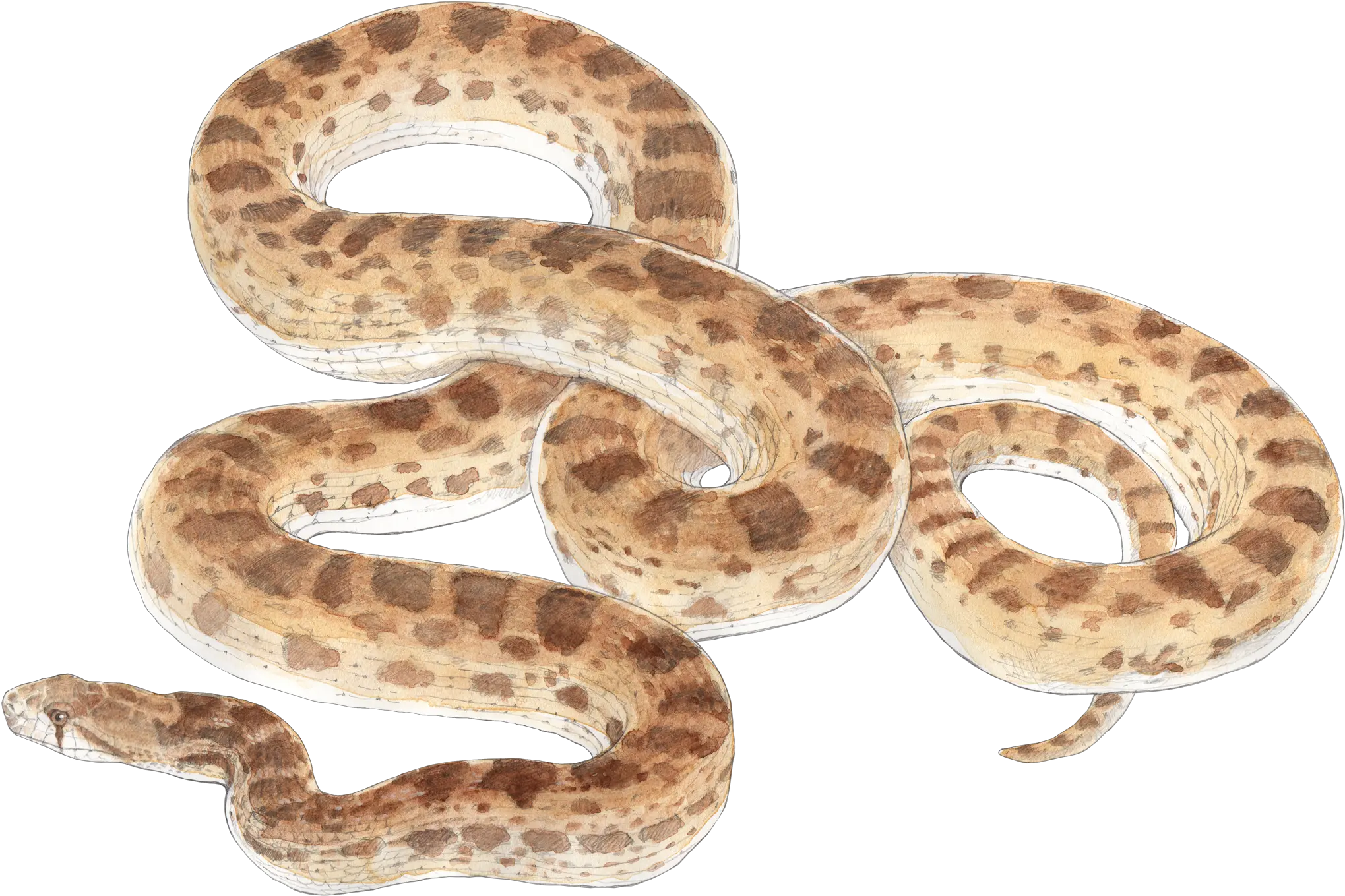 Rattlesnake Bullsnake Reptile Vipers Snakes Png Download Bull Snake Transparent Background Snakes Png