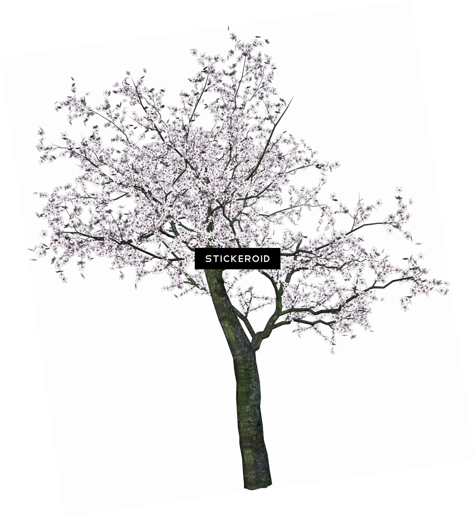 Download Hd Cherry Tree Spring Trees Png Transparent Png Cherry Blossom Tree Drawing Black And White Trees Png Images png