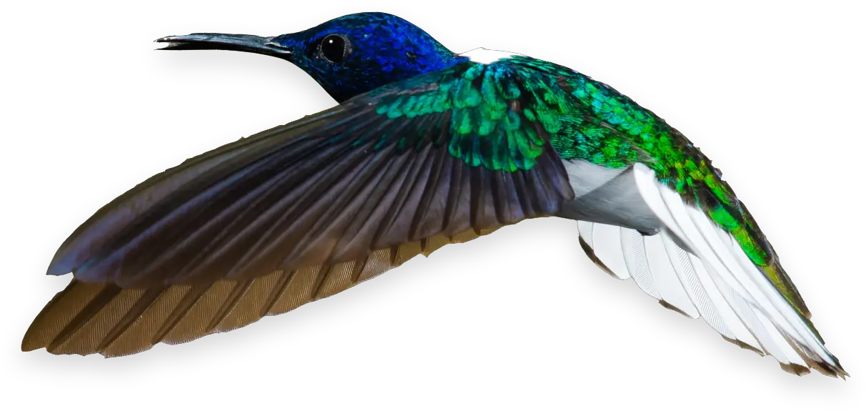 Labrador Cms Bee Hummingbird Png Yellow Lab Icon Png