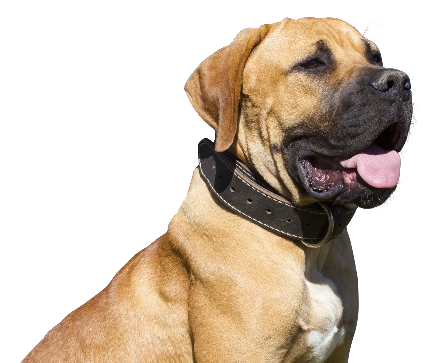 Download Dog Png Png Images Hd Of Dogs Png Image With No Bulldog Png Dogs Png