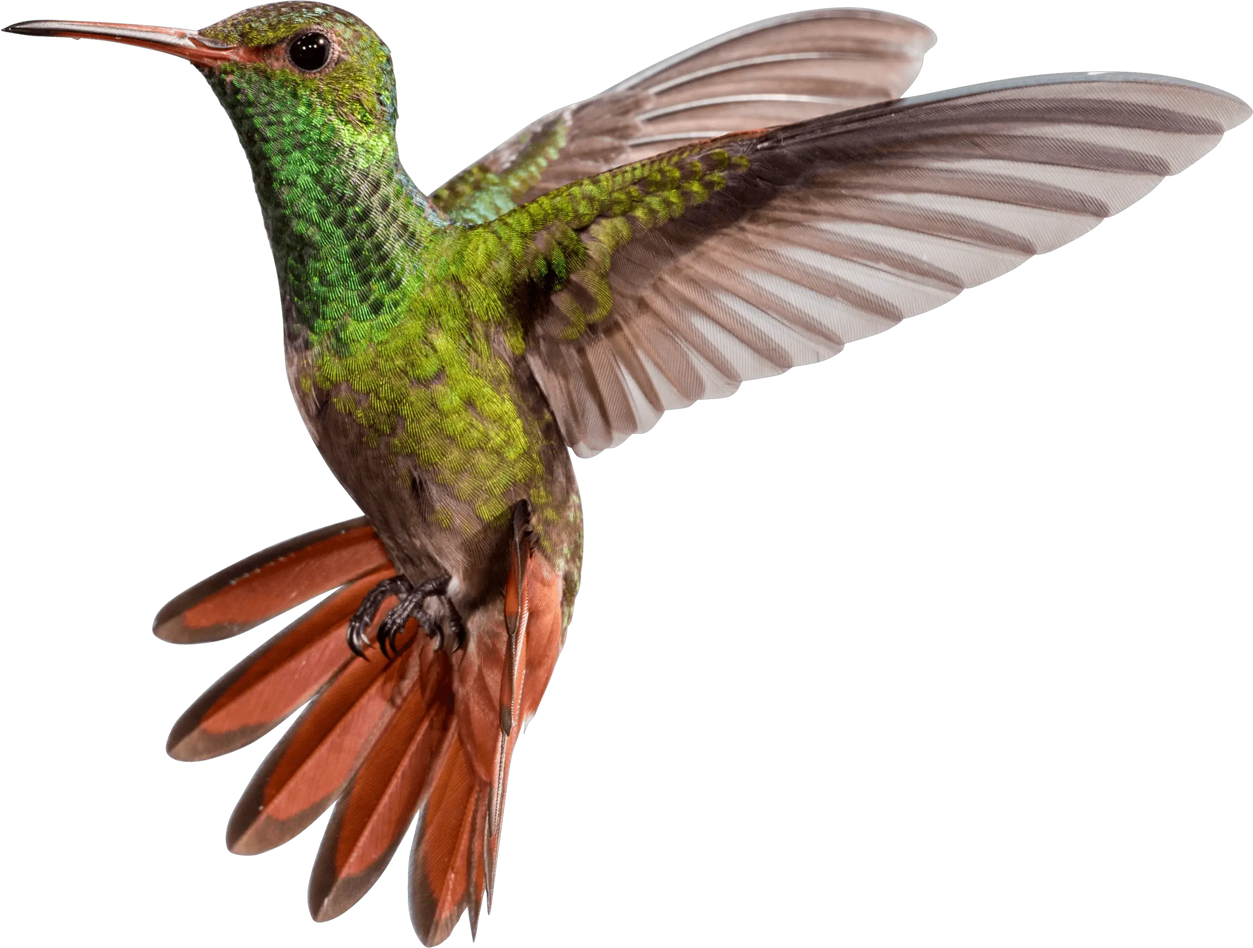 Hummingbird Png Hummingbirds Hummingbird Png