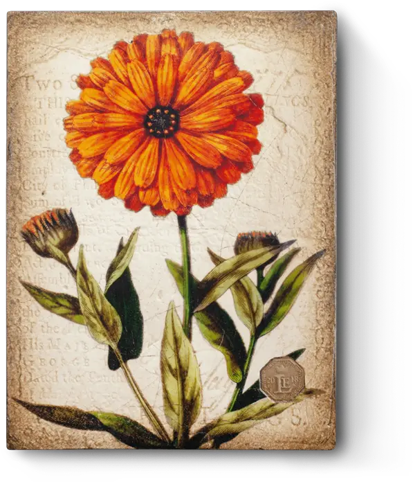Download Hd Marigold Necklace Vintage Marigold Png Marigold Png